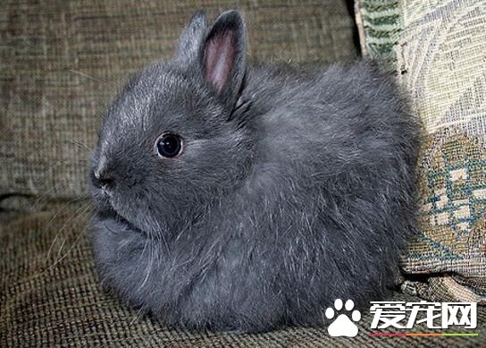 泽西长毛兔