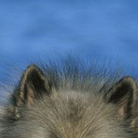 荷兰毛狮犬的耳朵