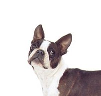 波士顿梗的颈部