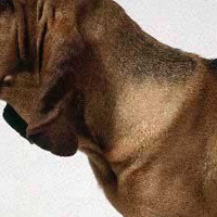 寻血猎犬的颈部