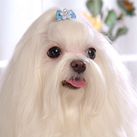 马尔济斯犬的头部