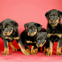 罗威纳犬的颜色