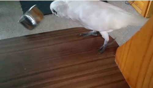 鹦鹉痛恨花椰菜爆粗口 叼起连碗甩到地上