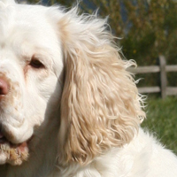 克伦伯猎鹬犬的耳朵