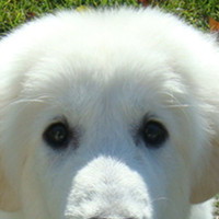 大白熊犬的眼睛