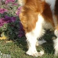 骑士查理王小猎犬的后腿