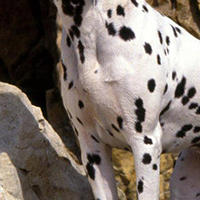 大麦町犬的胸部