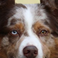 澳大利亚牧羊犬的眼睛