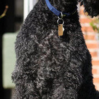 爱尔兰梗的胸部