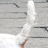 西高地犬的尾巴