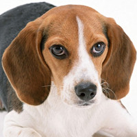 比格猎犬的耳朵