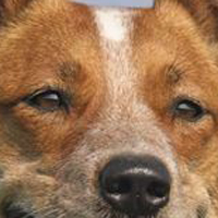 澳大利亚牧牛犬的眼睛