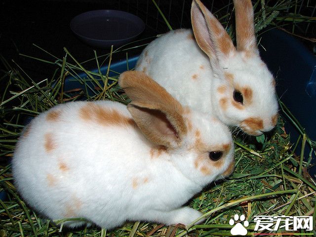 4090514560_0305e246c9_z