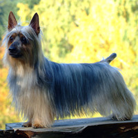 丝毛梗的整体描述