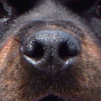 罗威纳犬的鼻子