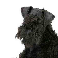 爱尔兰梗的头部