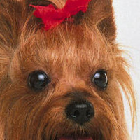 约克夏梗的眼睛