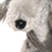 贝灵顿梗的鼻子