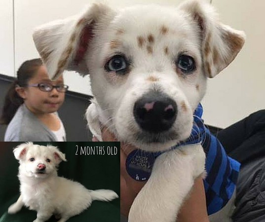 听不见的友情 女孩比手语和小白狗沟通