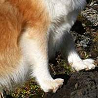 冰岛牧羊犬的前腿