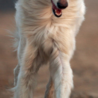苏俄猎狼犬的胸部