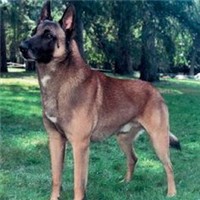 比利时玛利诺犬的颜色