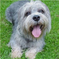 丹迪丁蒙梗的毛发