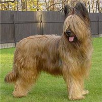 伯瑞犬的整体描述