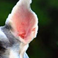 雪纳瑞犬的耳朵