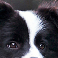 边境牧羊犬的眼睛