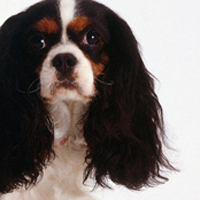 骑士查理王小猎犬的耳朵