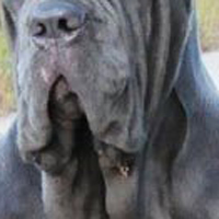 纽波利顿獒犬的颈部