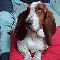 巴吉度犬的颜色