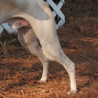 惠比特犬的后腿