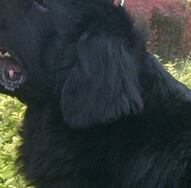 纽芬兰犬的耳朵