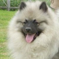 荷兰毛狮犬的眼睛