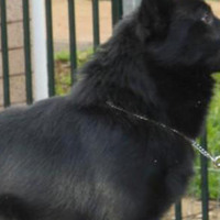 舒柏奇犬的颈部