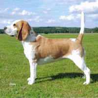 比格猎犬的整体描述