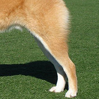 秋田犬的后腿