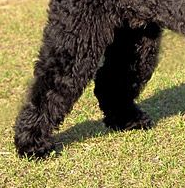 葡萄牙水犬的尾巴