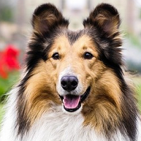 苏格兰牧羊犬的头部