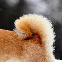 秋田犬的尾巴