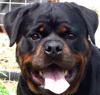 罗威纳犬的头部