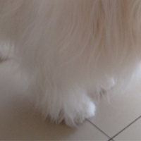 马尔济斯犬的前腿