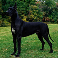 大丹犬的整体描述