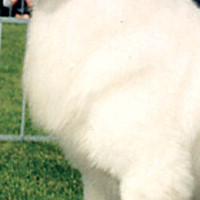 大白熊犬的胸部