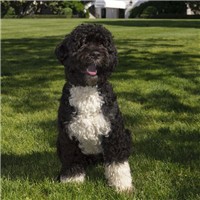 葡萄牙水犬的颜色