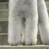 贝灵顿梗的前腿