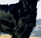 平毛寻回犬的胸部