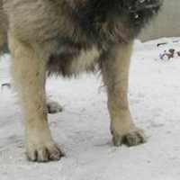 高加索犬的前腿